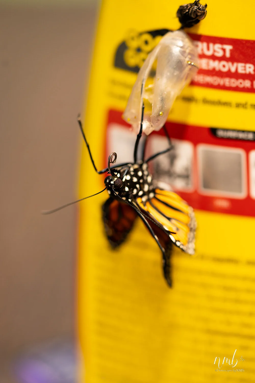 029birth of butterflies .jpg