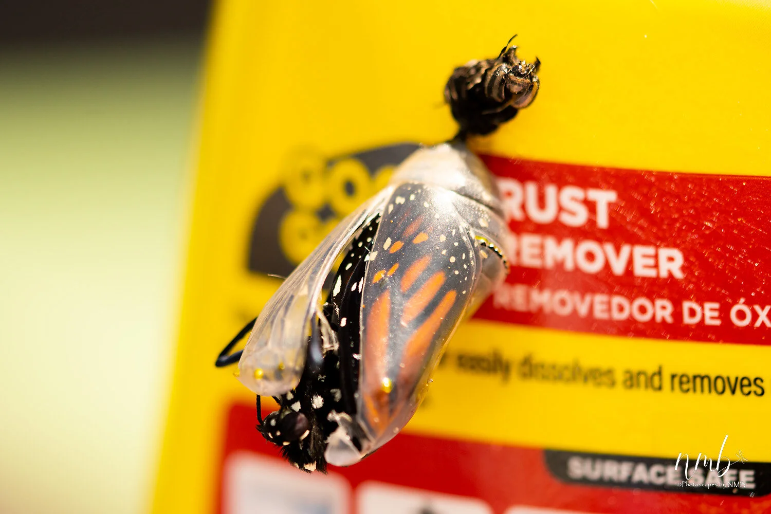 025birth of butterflies .jpg