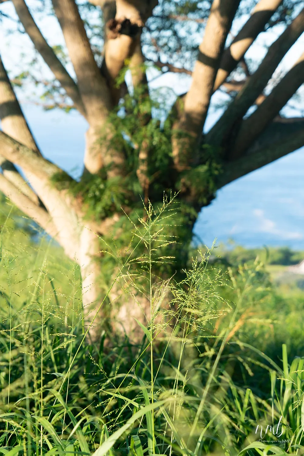 004dec hawaii 2021 .jpg