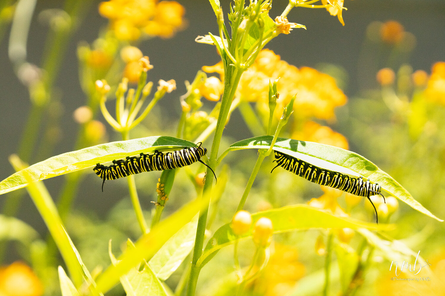 005birth of butterflies .jpg