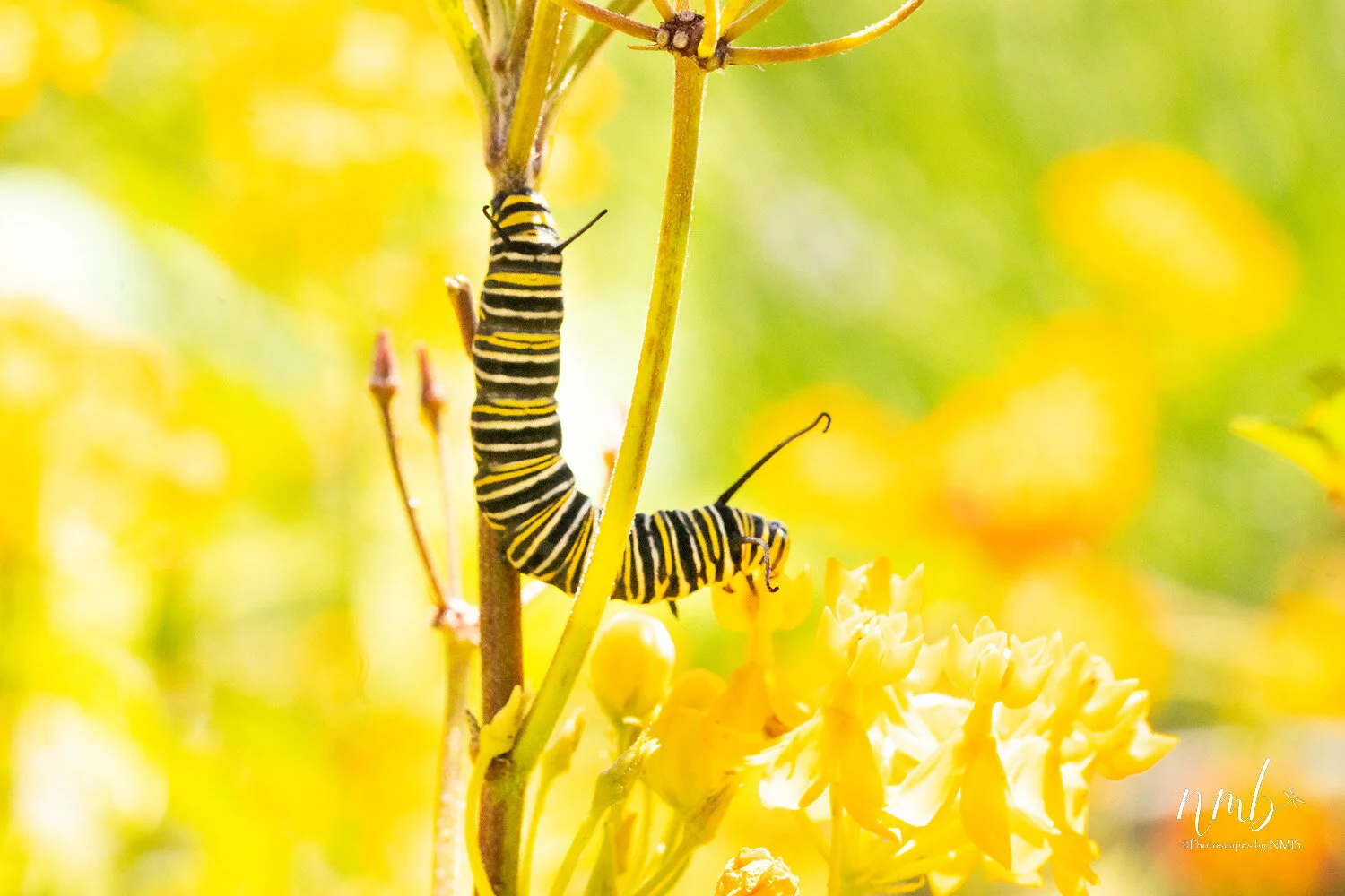 006birth of butterflies .jpg