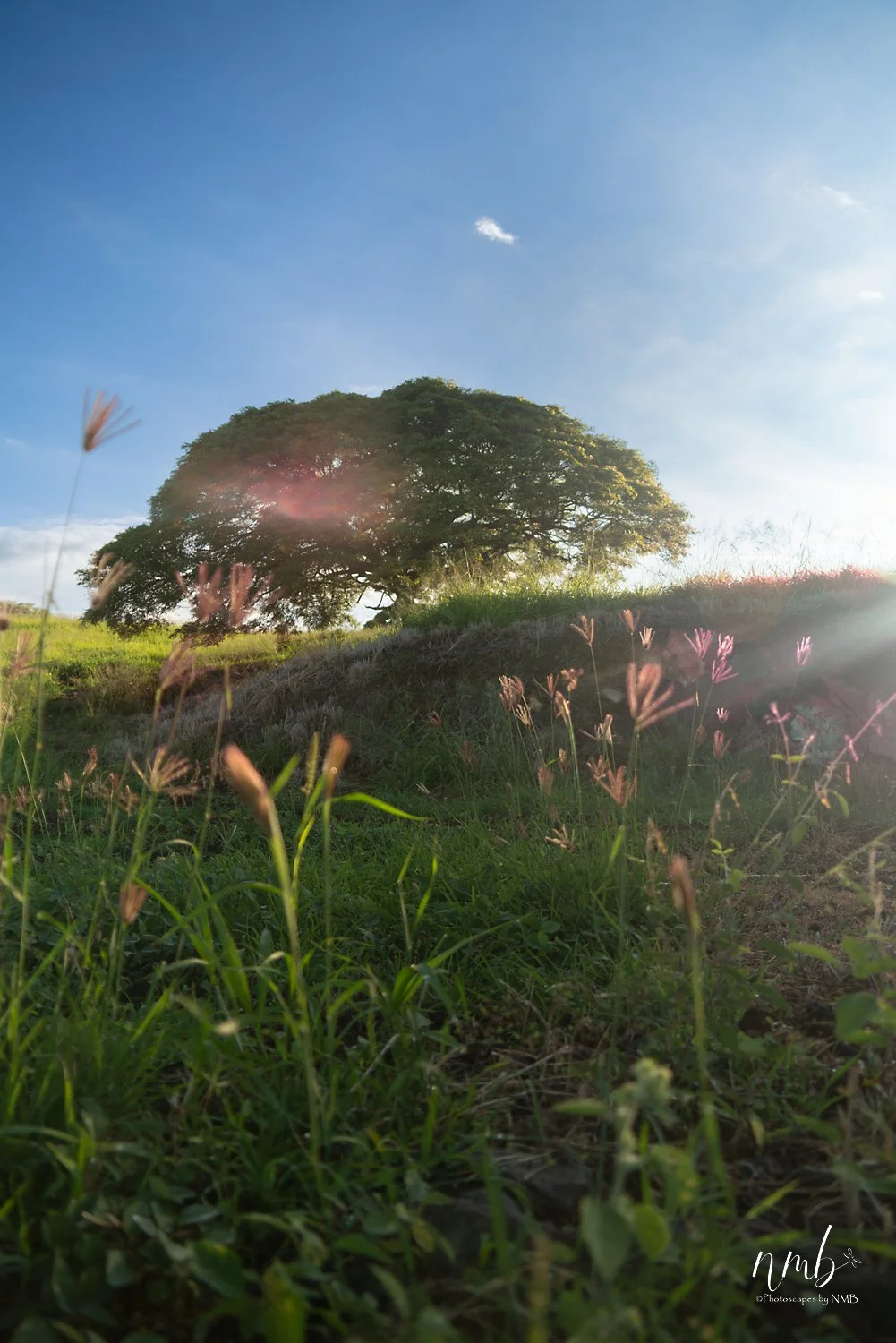 005dec hawaii 2021 .jpg