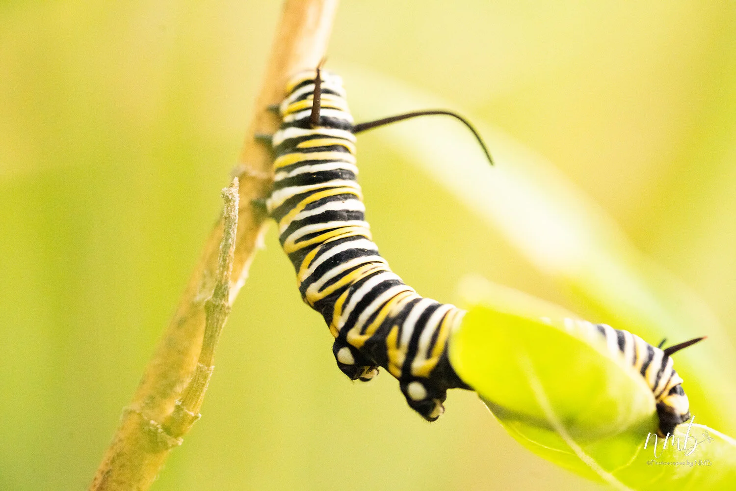 008birth of butterflies .jpg