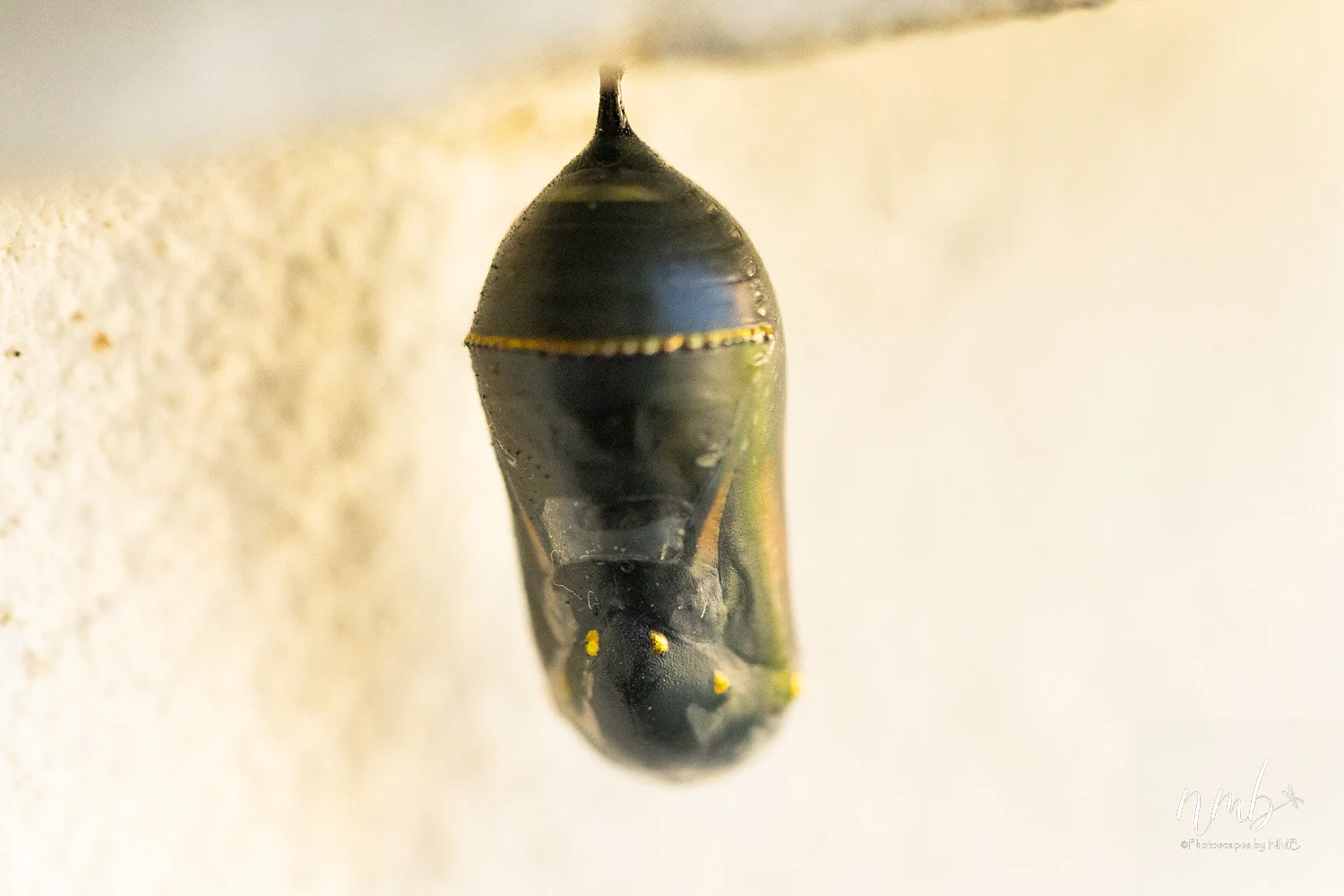 019birth of butterflies .jpg