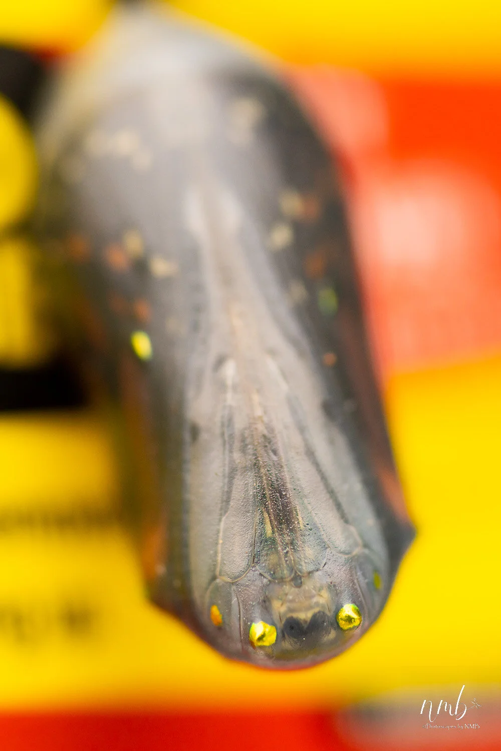 021birth of butterflies .jpg