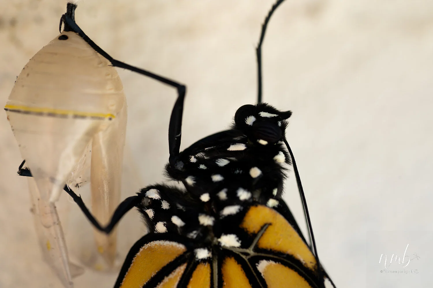 037birth of butterflies .jpg