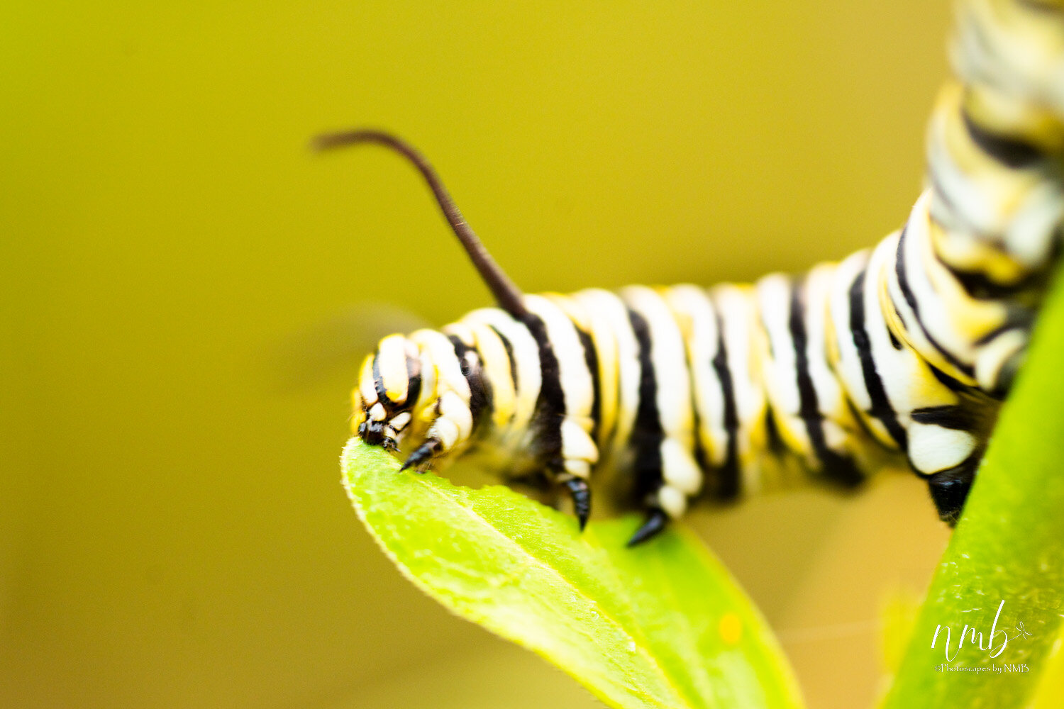 009birth of butterflies .jpg