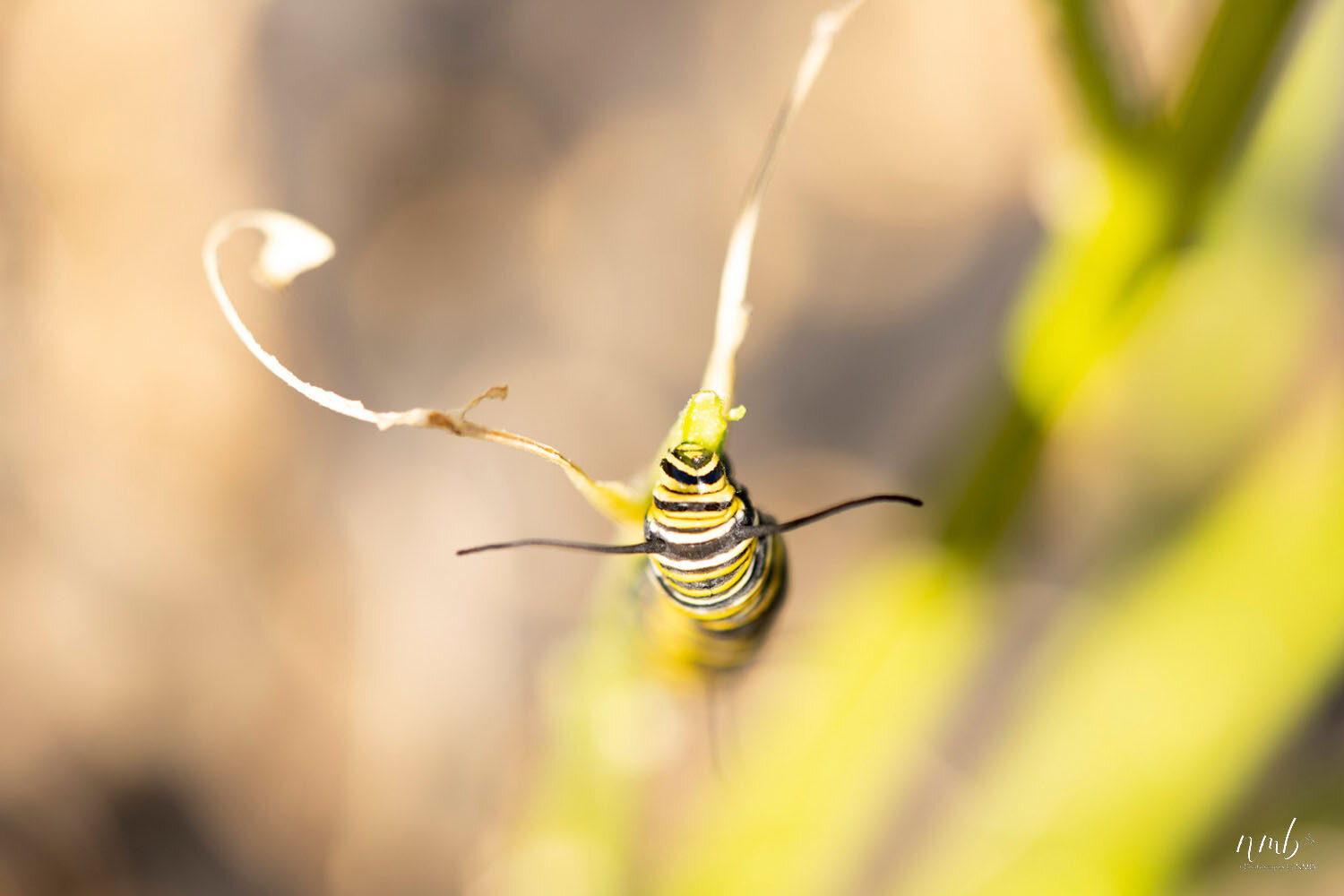 010from the garden web.jpg