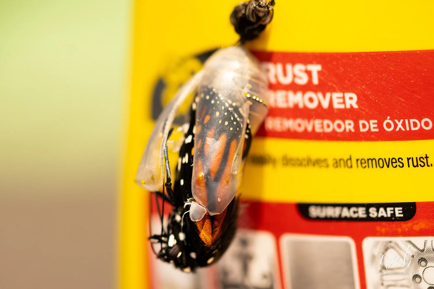 027birth of butterflies .jpg