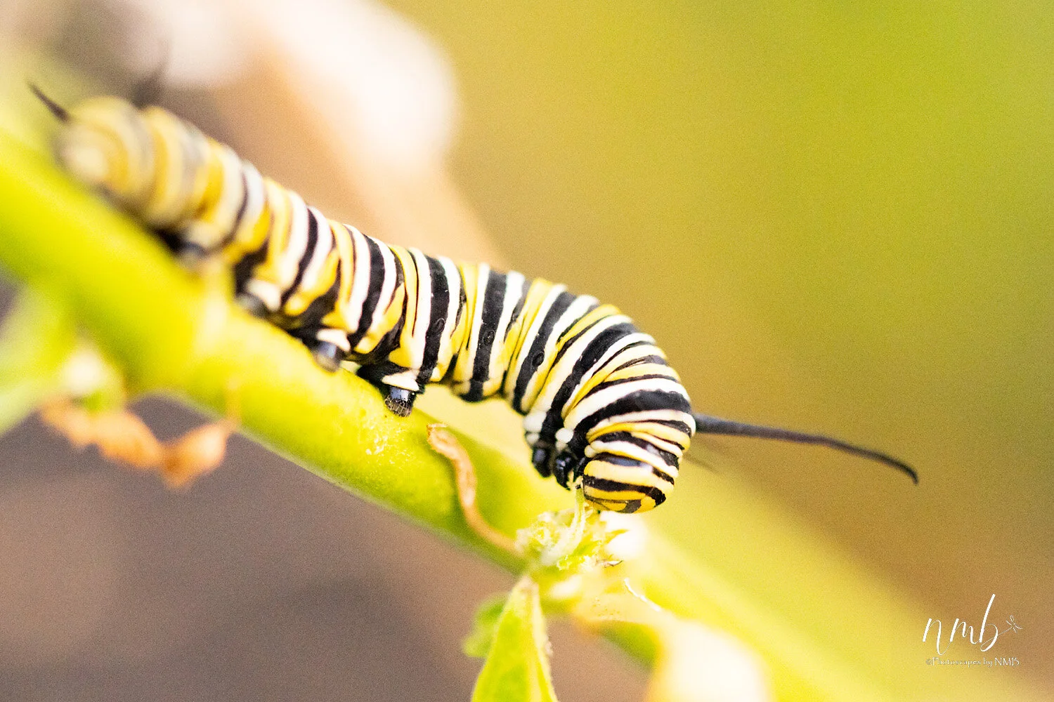 007birth of butterflies .jpg