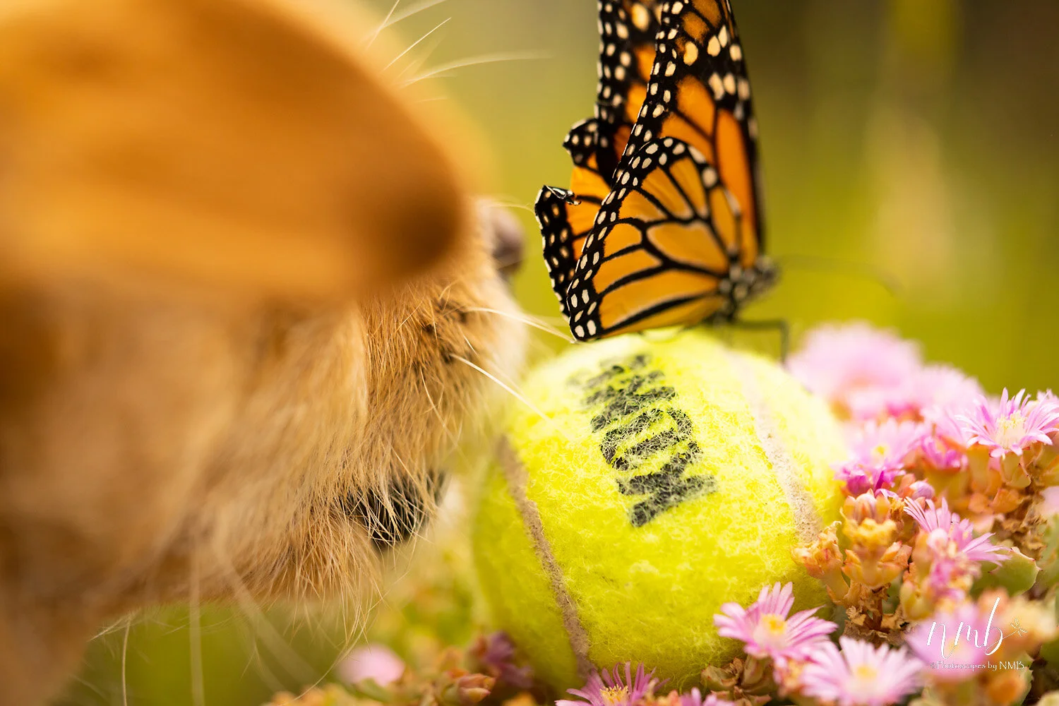 043birth of butterflies .jpg