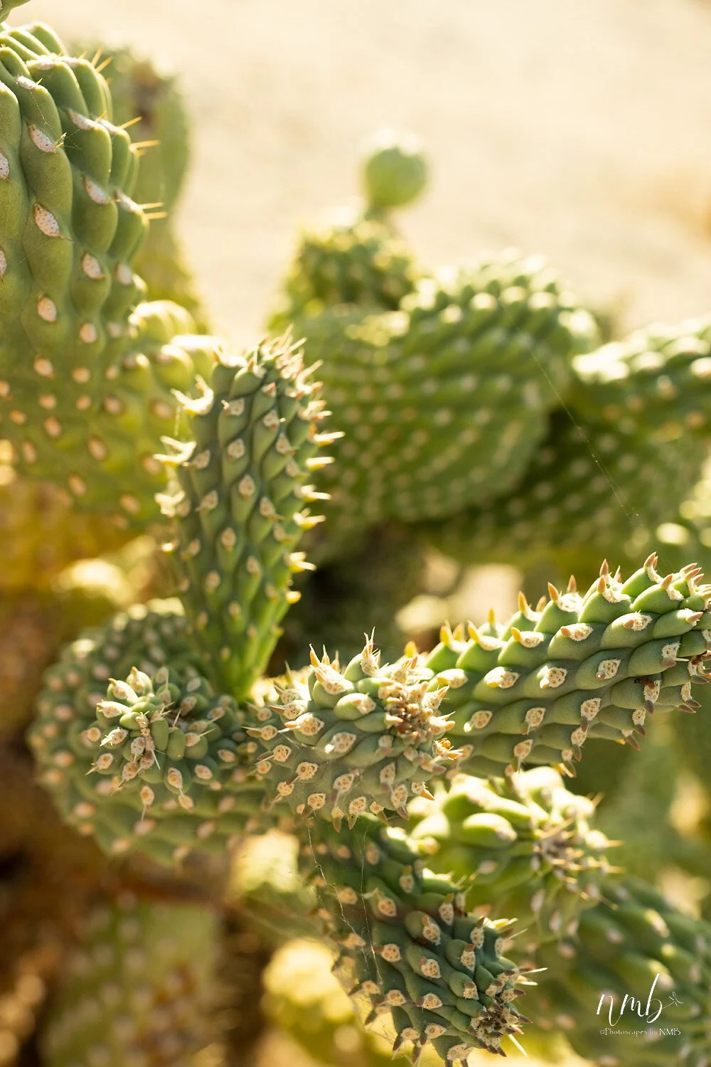 036borrago springs 080521 .jpg