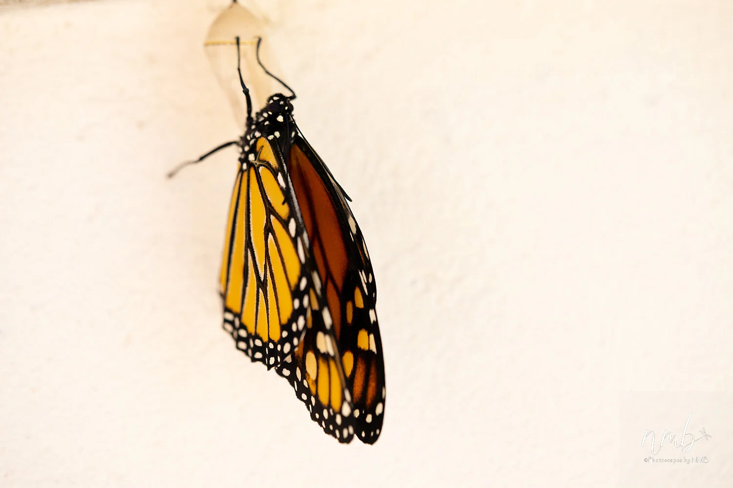 036birth of butterflies .jpg