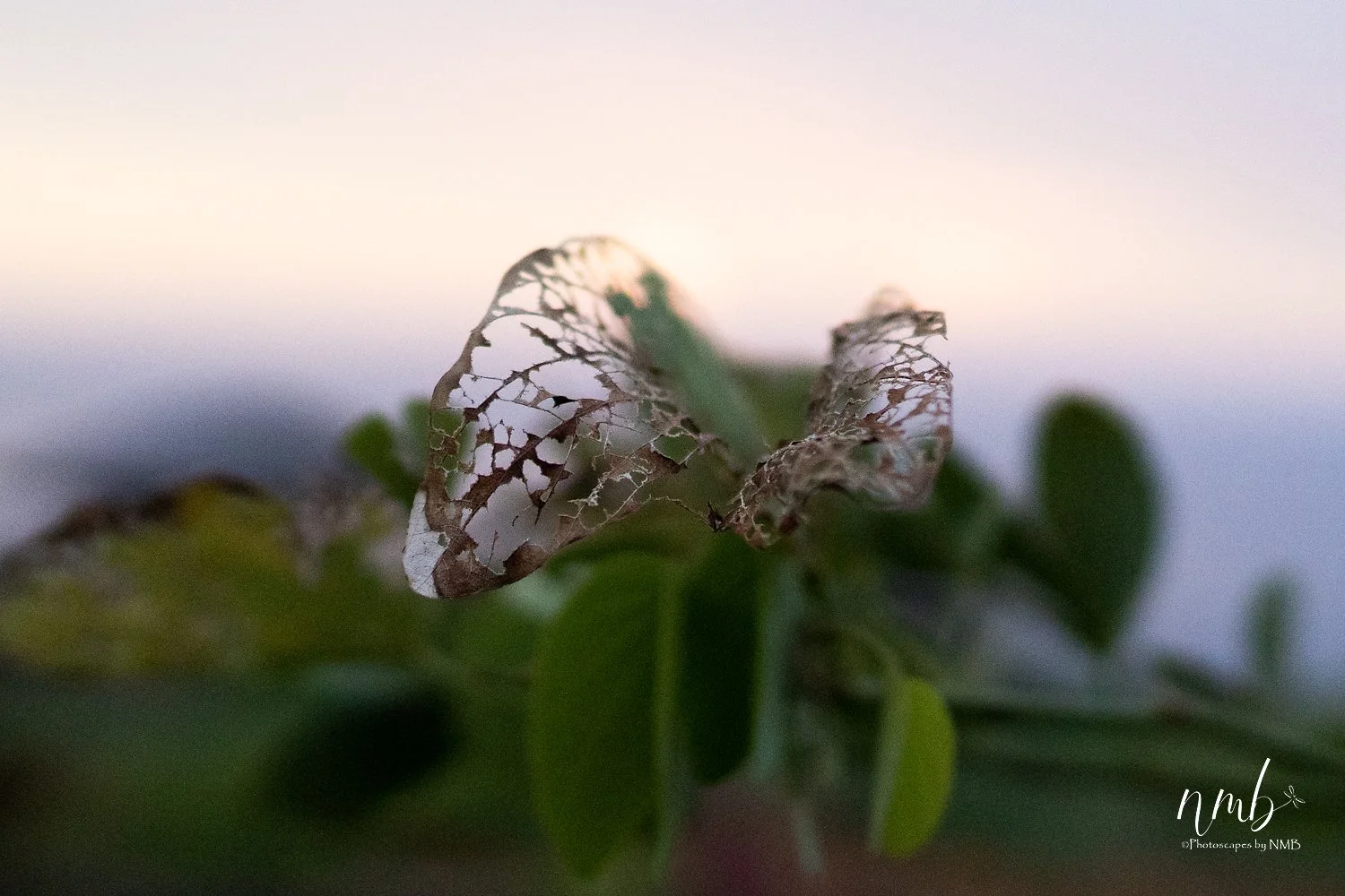 016dec hawaii 2021 .jpg