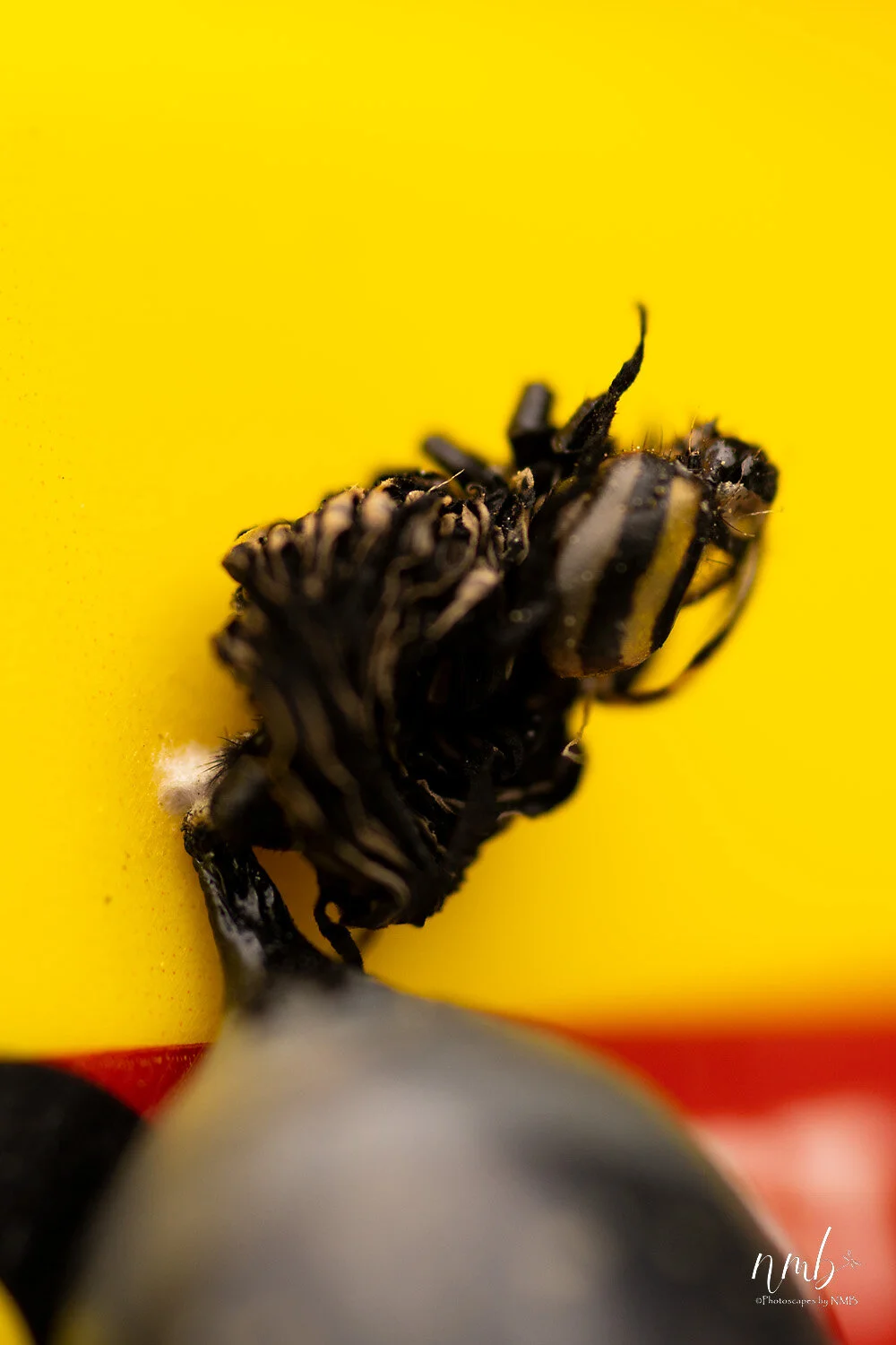 022birth of butterflies .jpg