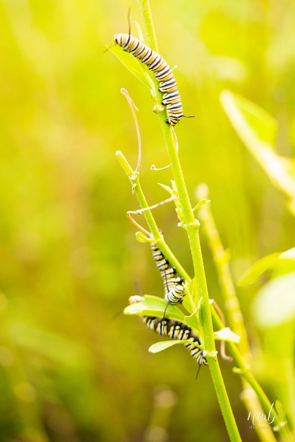 010birth of butterflies .jpg