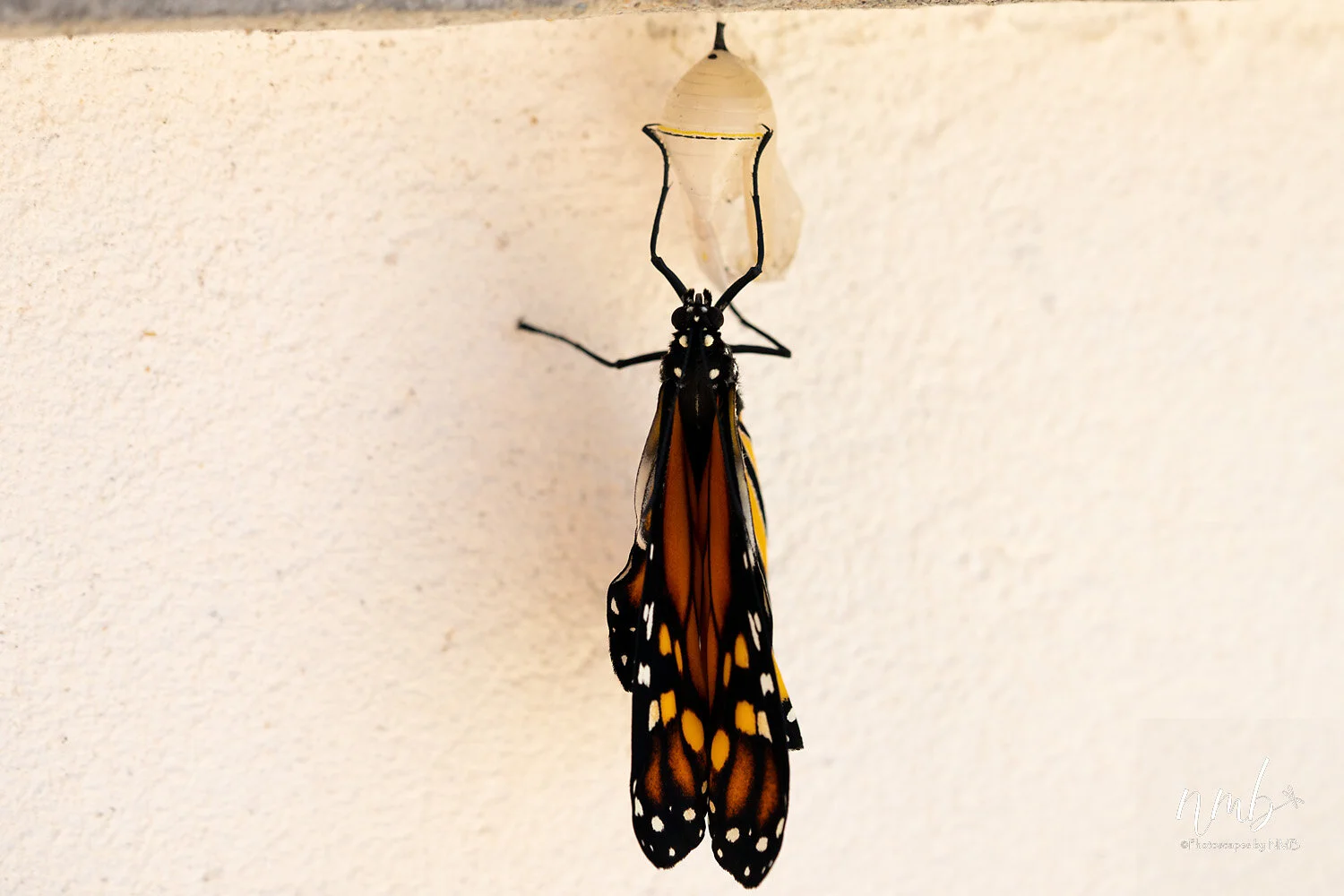 033birth of butterflies .jpg