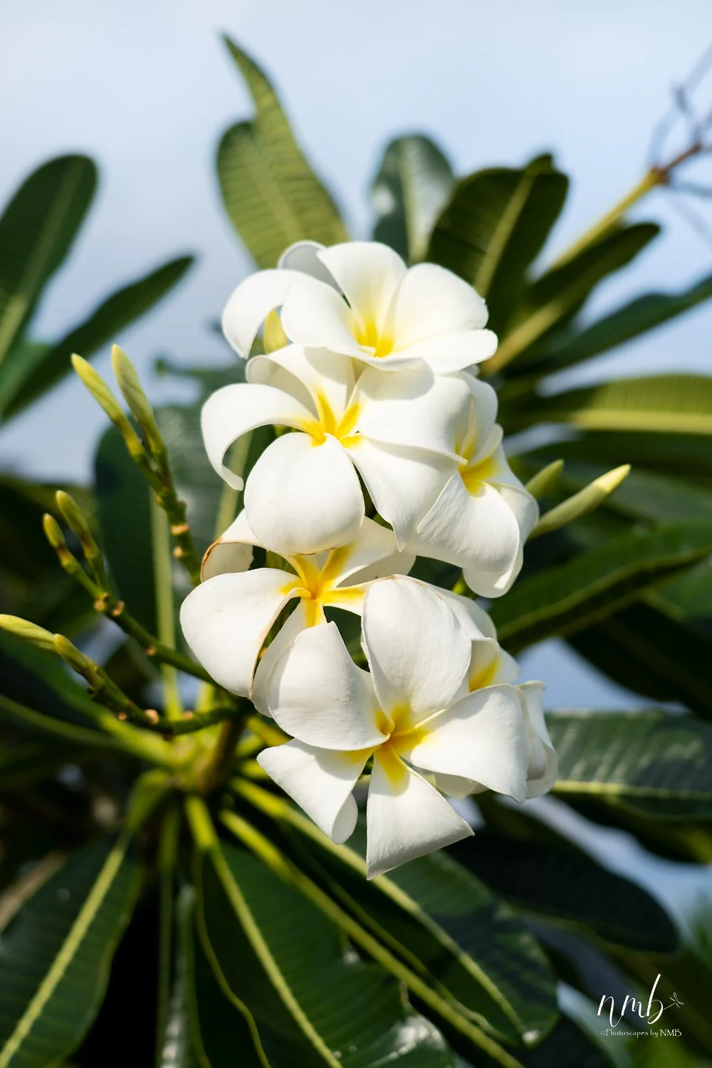 013dec hawaii 2021 .jpg