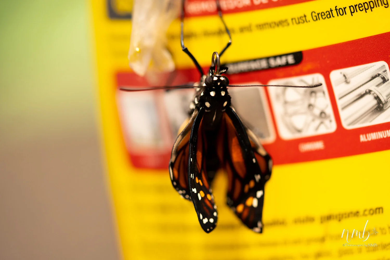 030birth of butterflies .jpg