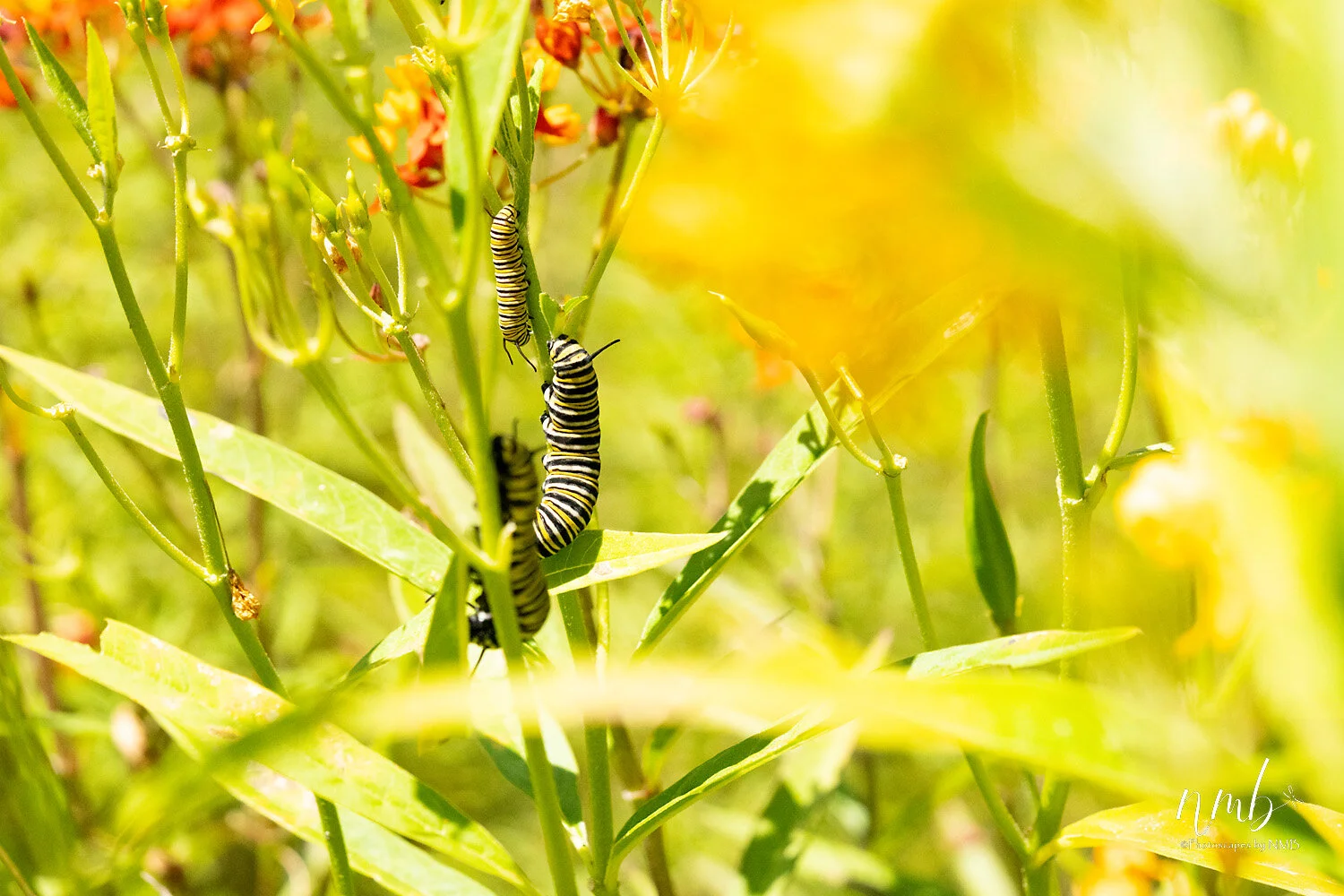 004birth of butterflies .jpg