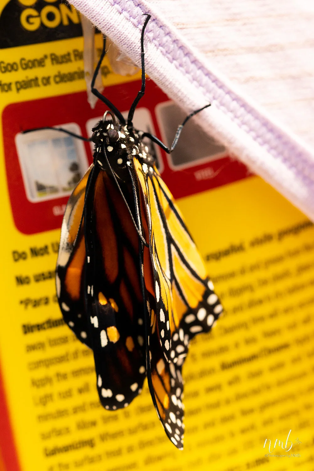 039birth of butterflies .jpg