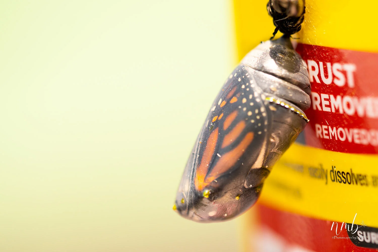 023birth of butterflies .jpg