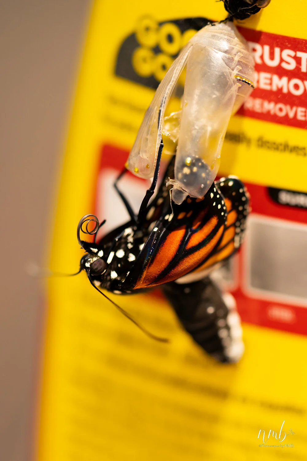 028birth of butterflies .jpg