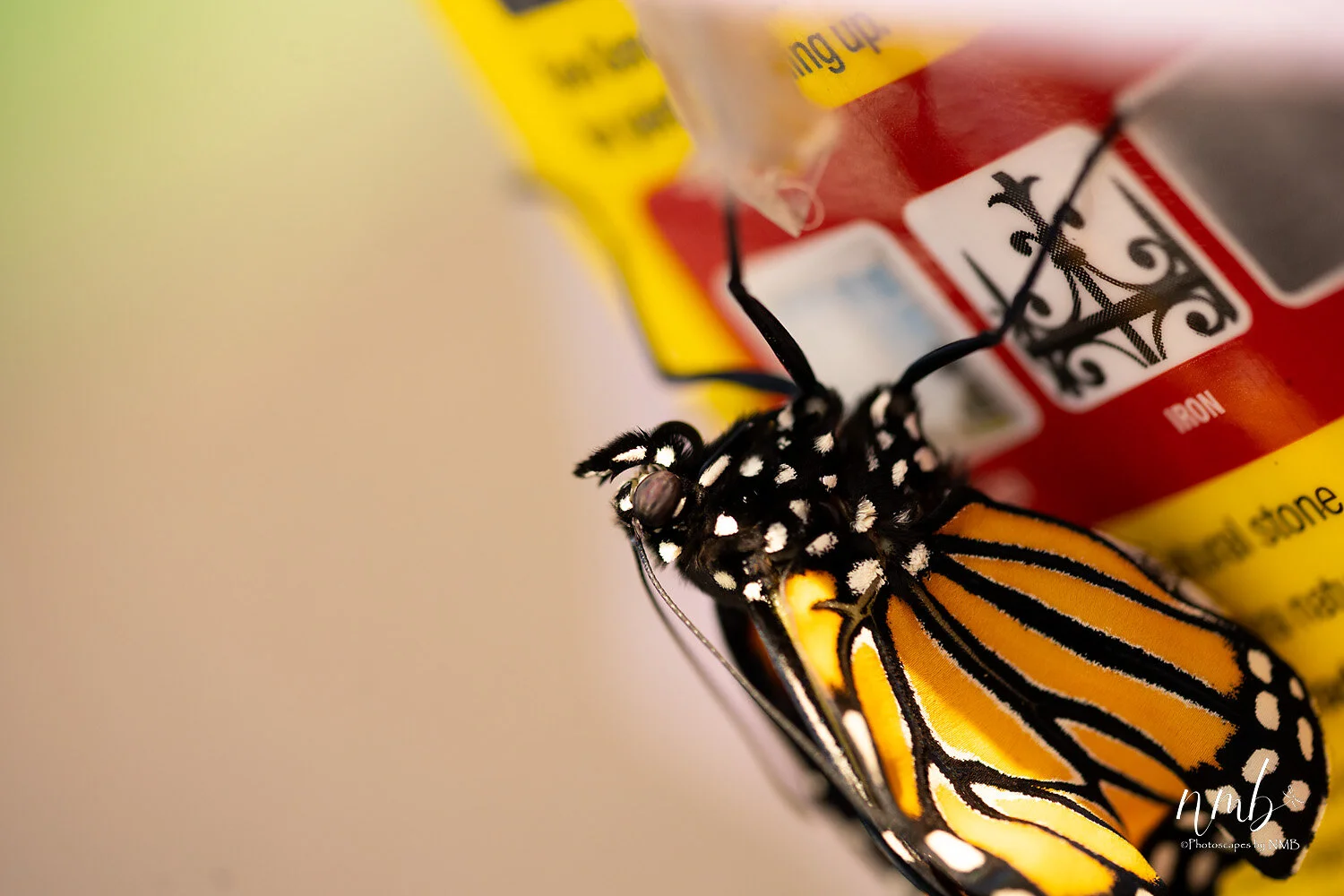 038birth of butterflies .jpg