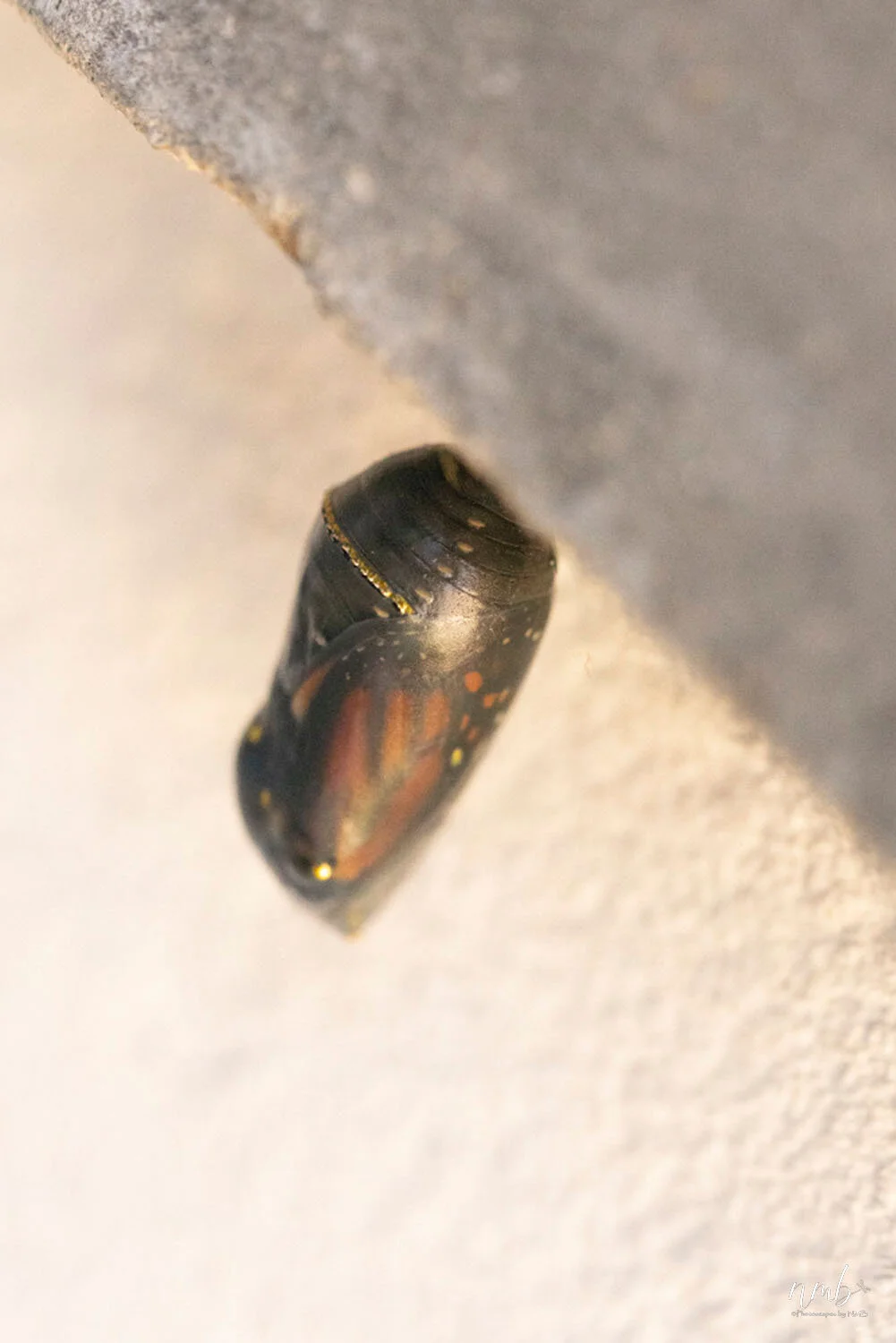 015from the garden web.jpg