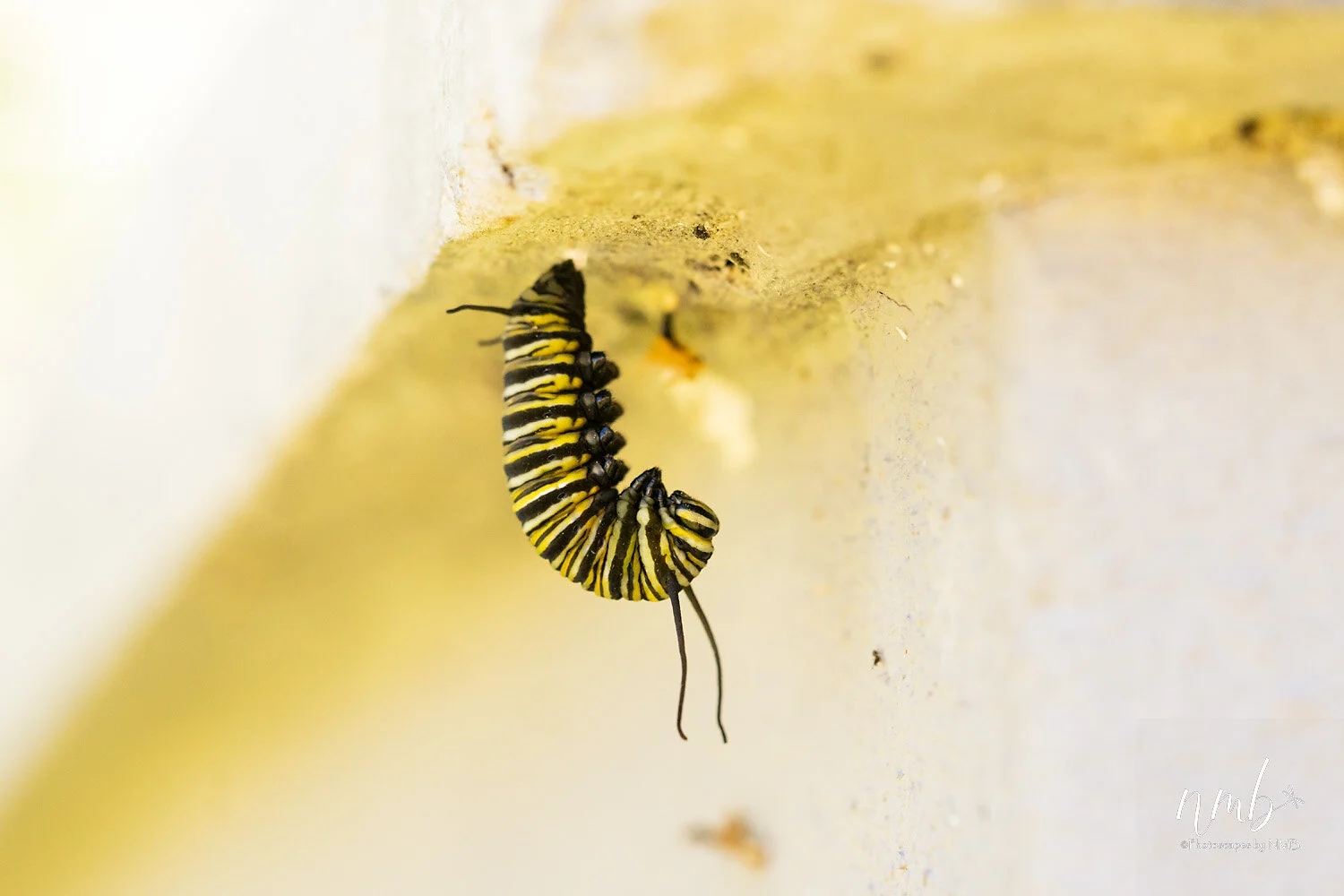 014birth of butterflies .jpg