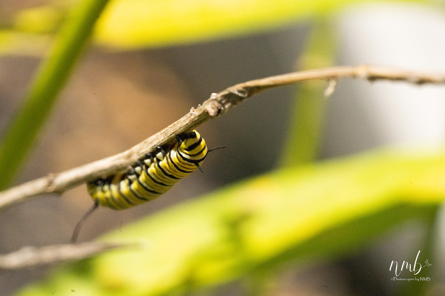 003birth of butterflies .jpg