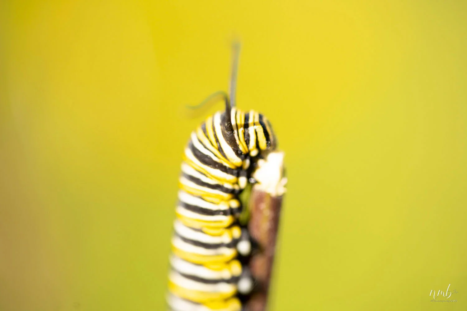 013from the garden web.jpg