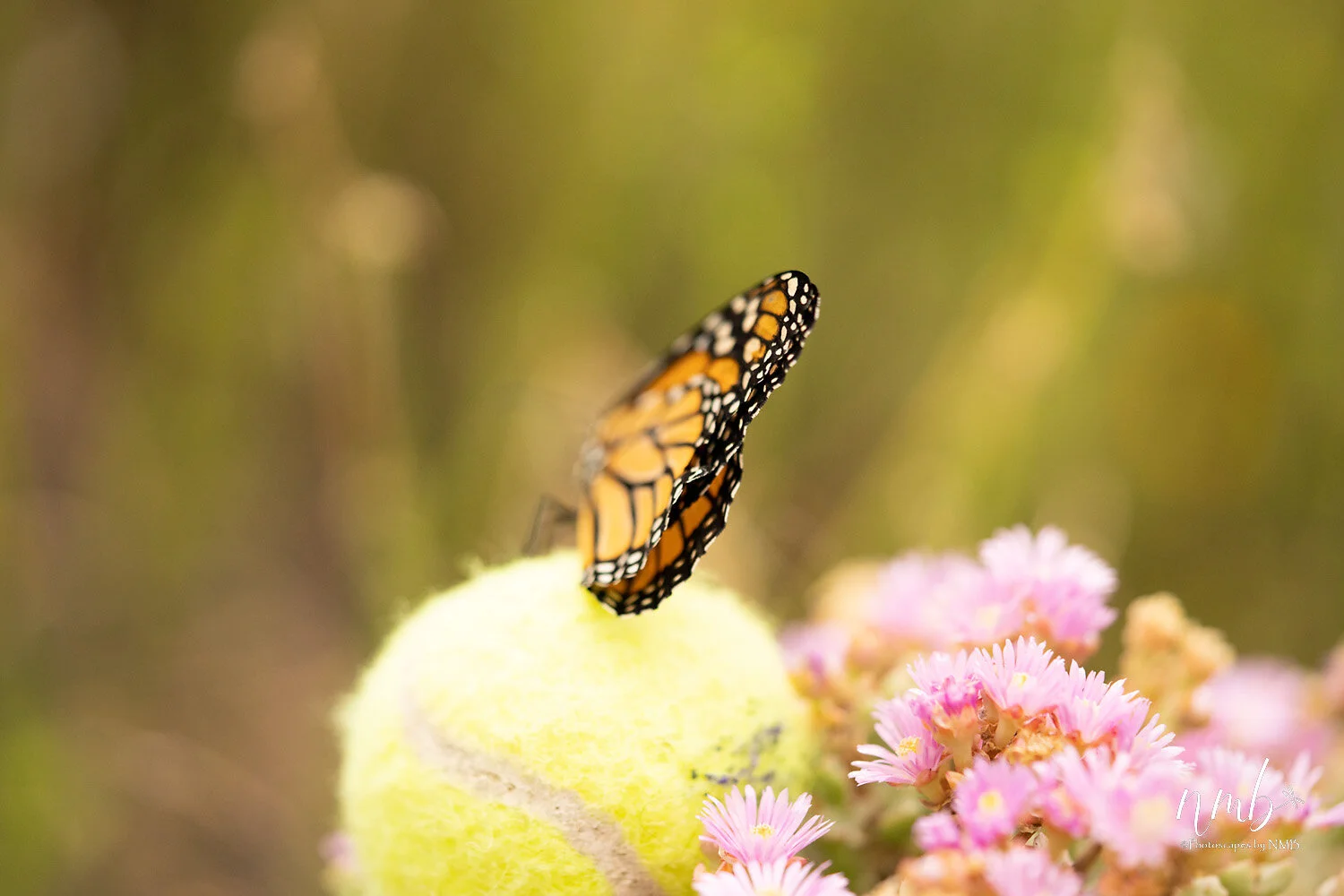040birth of butterflies .jpg