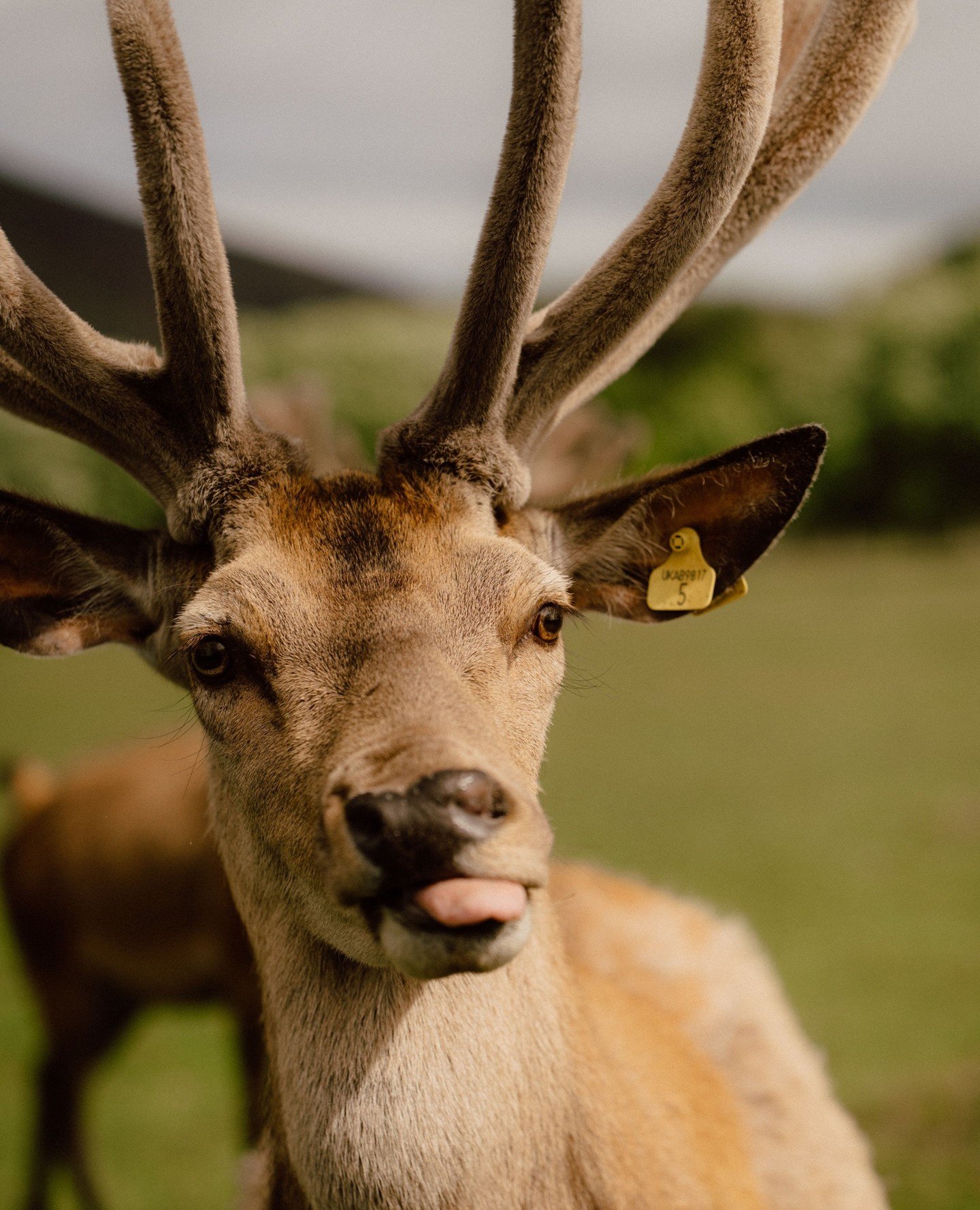 Our neighbours are a little wild. But that's why we love them 🦌