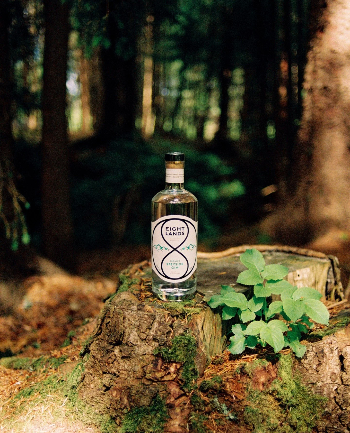 Foraging lies at the heart of our Organic Speyside Gin. On the estate beneath Ben Rinnes, we gather native botanicals like cowberry and wood sorrel by hand &mdash; ingredients that lend their tart, red-berry sweetness and bright citrus lift to our gi