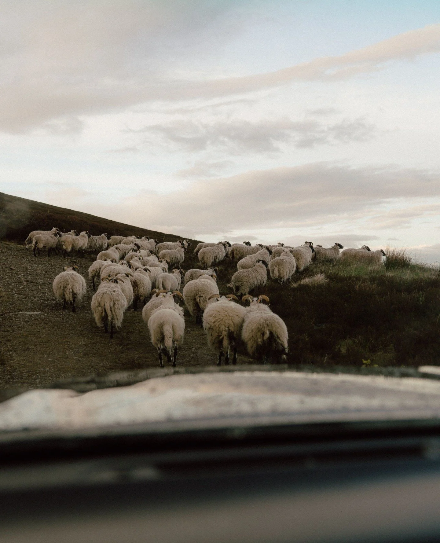 Here&rsquo;s what rush hour looks like in our part of the world &mdash; a little slower, a lot woollier. #EightLands