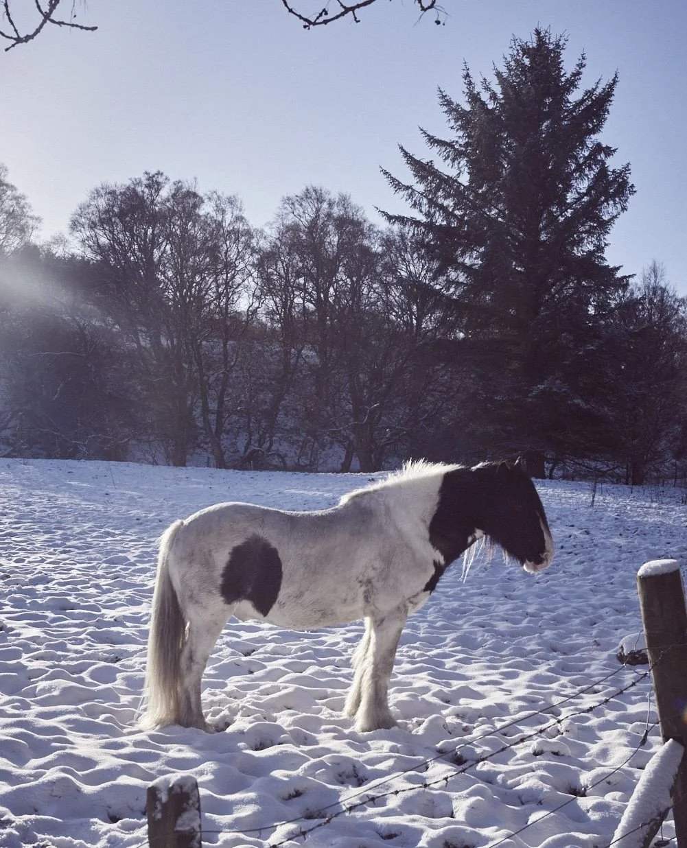 Take a snowy walk around the estate and you might just come across some unexpected visitors. #EightLands