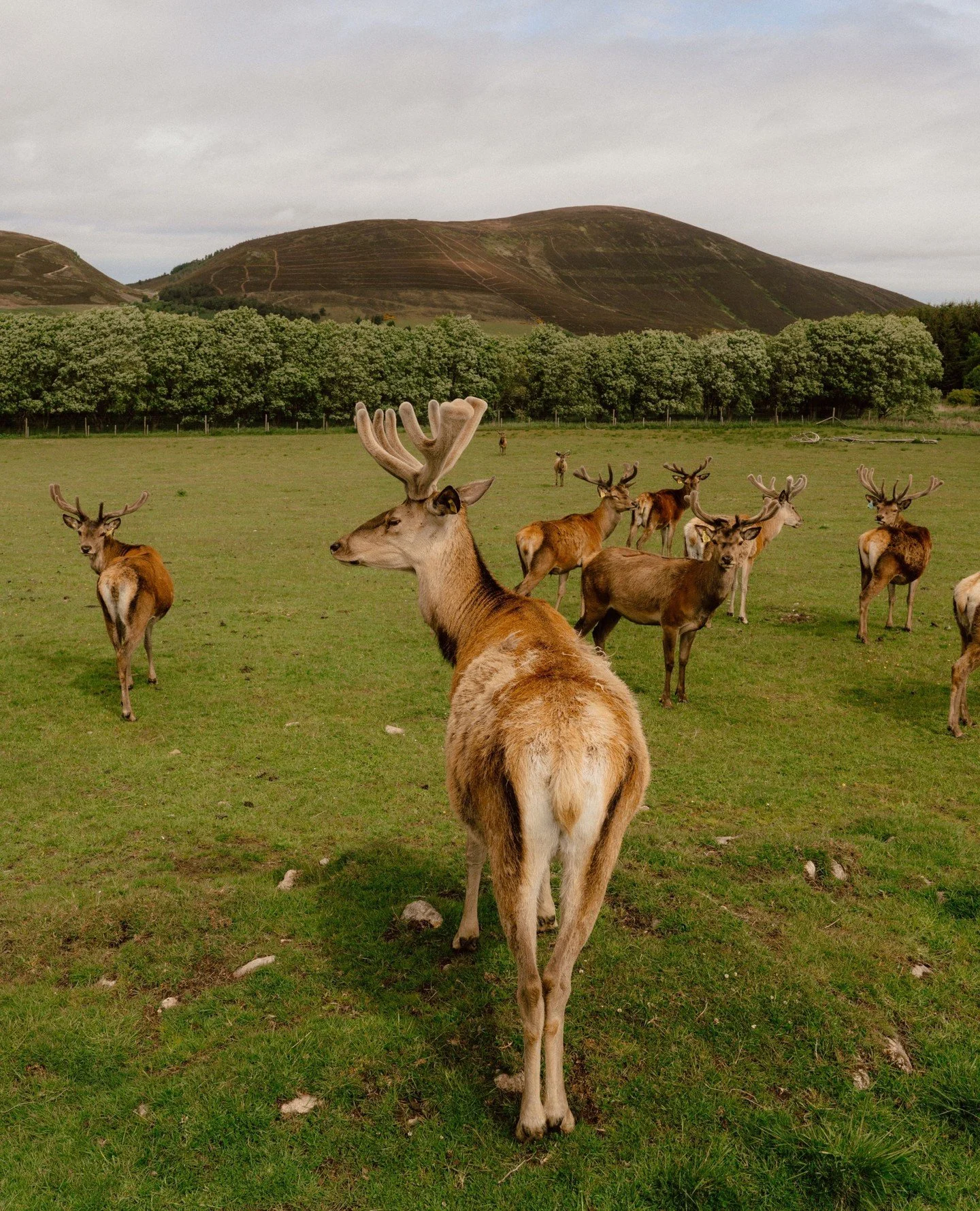 It's the day before the main event for Santa's helpers - what better place to rest than the Glenrinnes estate?