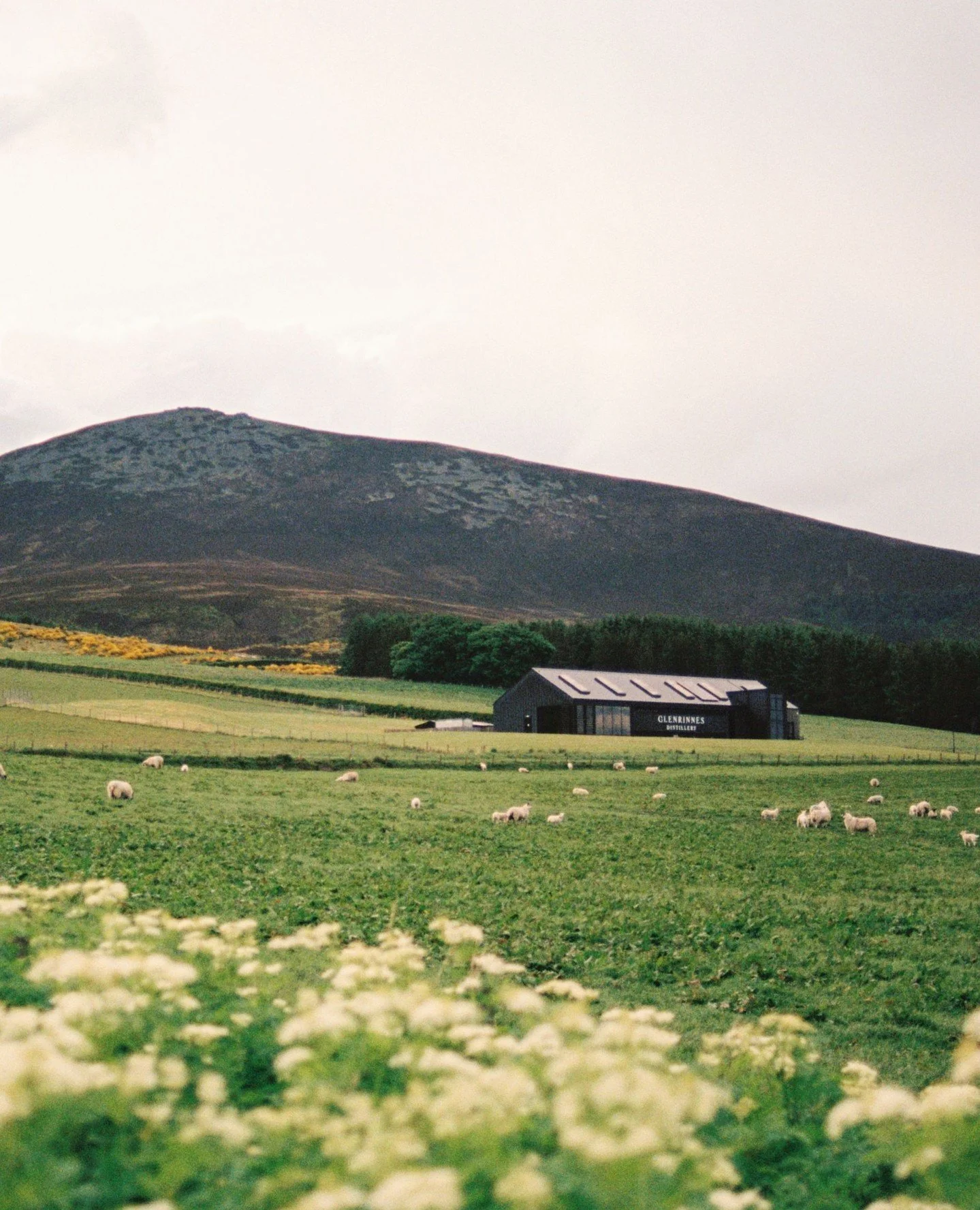Spring has officially sprung in Glenrinnes 🌸