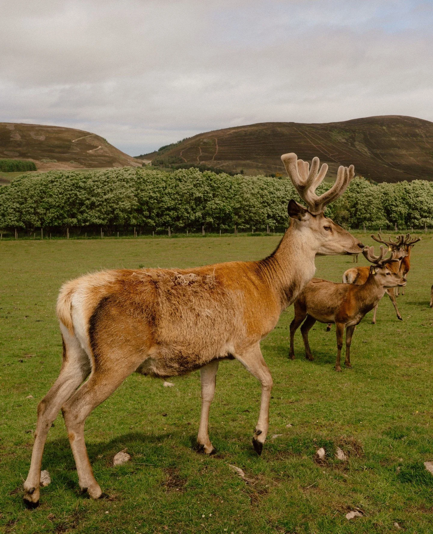 When you pay us a visit at the distillery, you might be joined on your tour by our neighbours. We promise, they're very friendly.