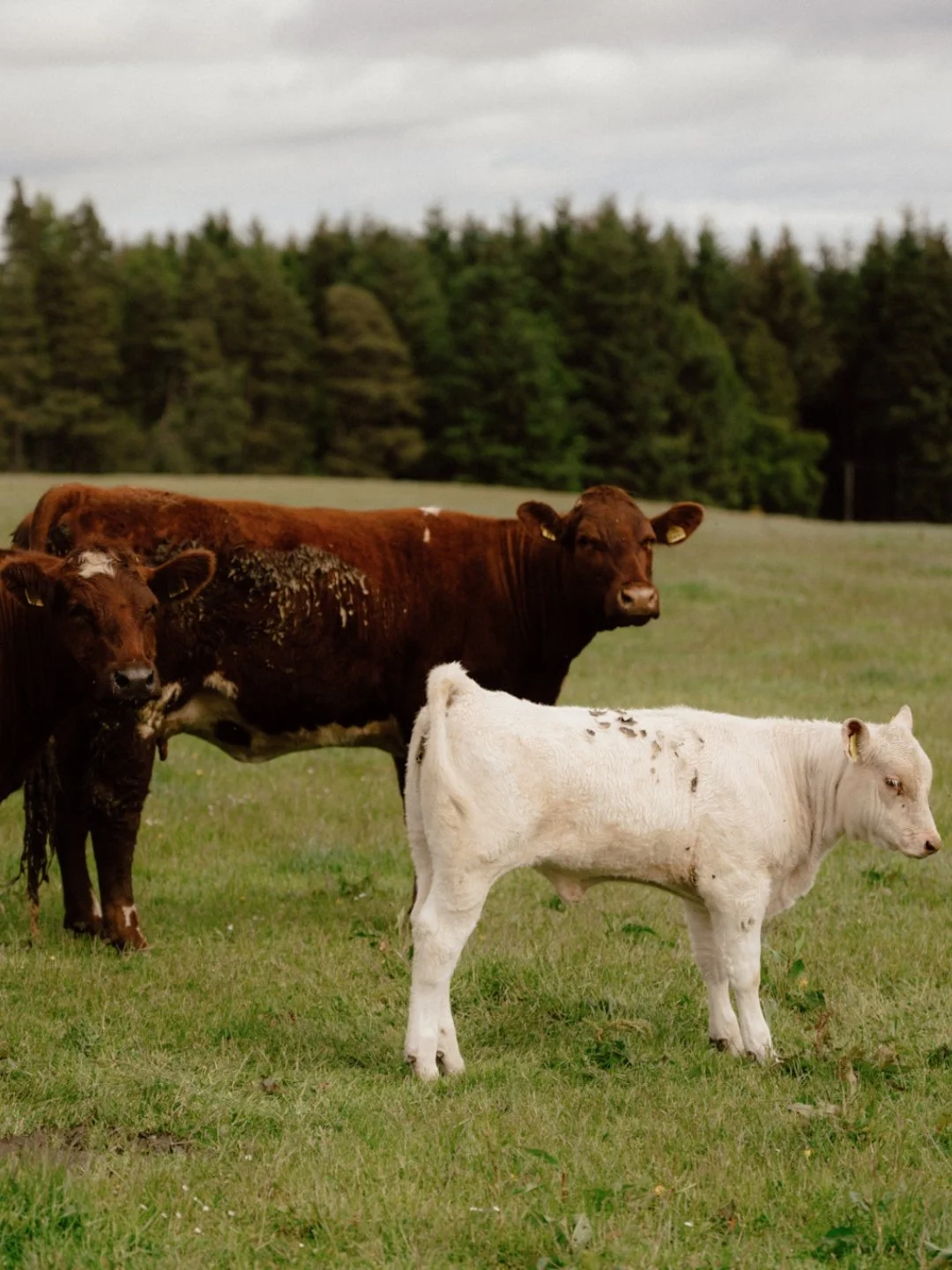 A family portrait, Glenrinnes style.

Families have always been at the heart of the estate, and this one appears to have found a particularly good spot for an afternoon together. #eightlands