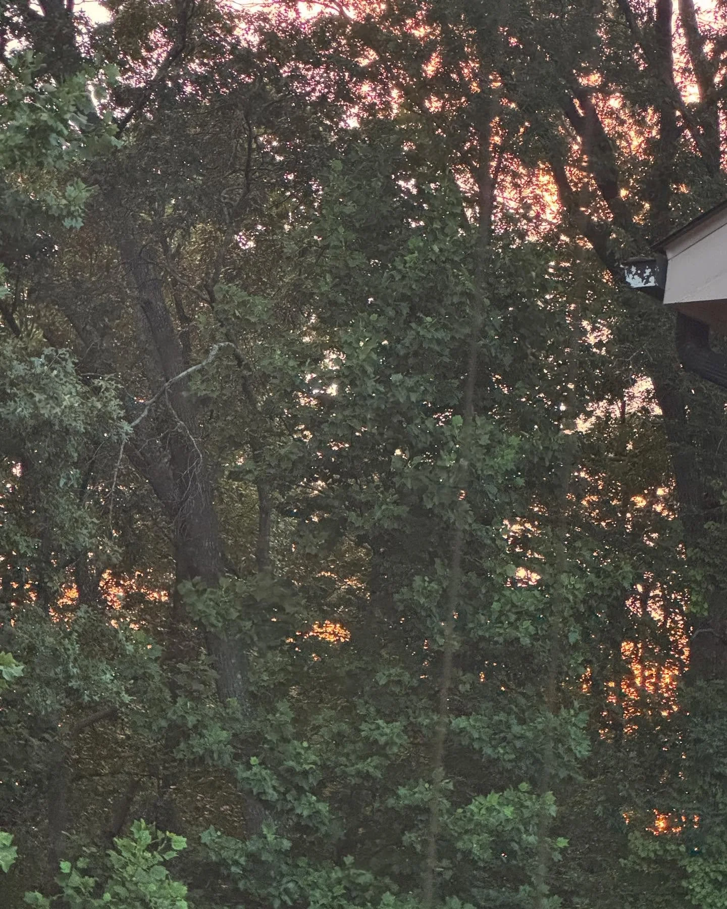 Peep that sunset through those trees #godscreationisawesome #lovethesunsets #soth #blessed