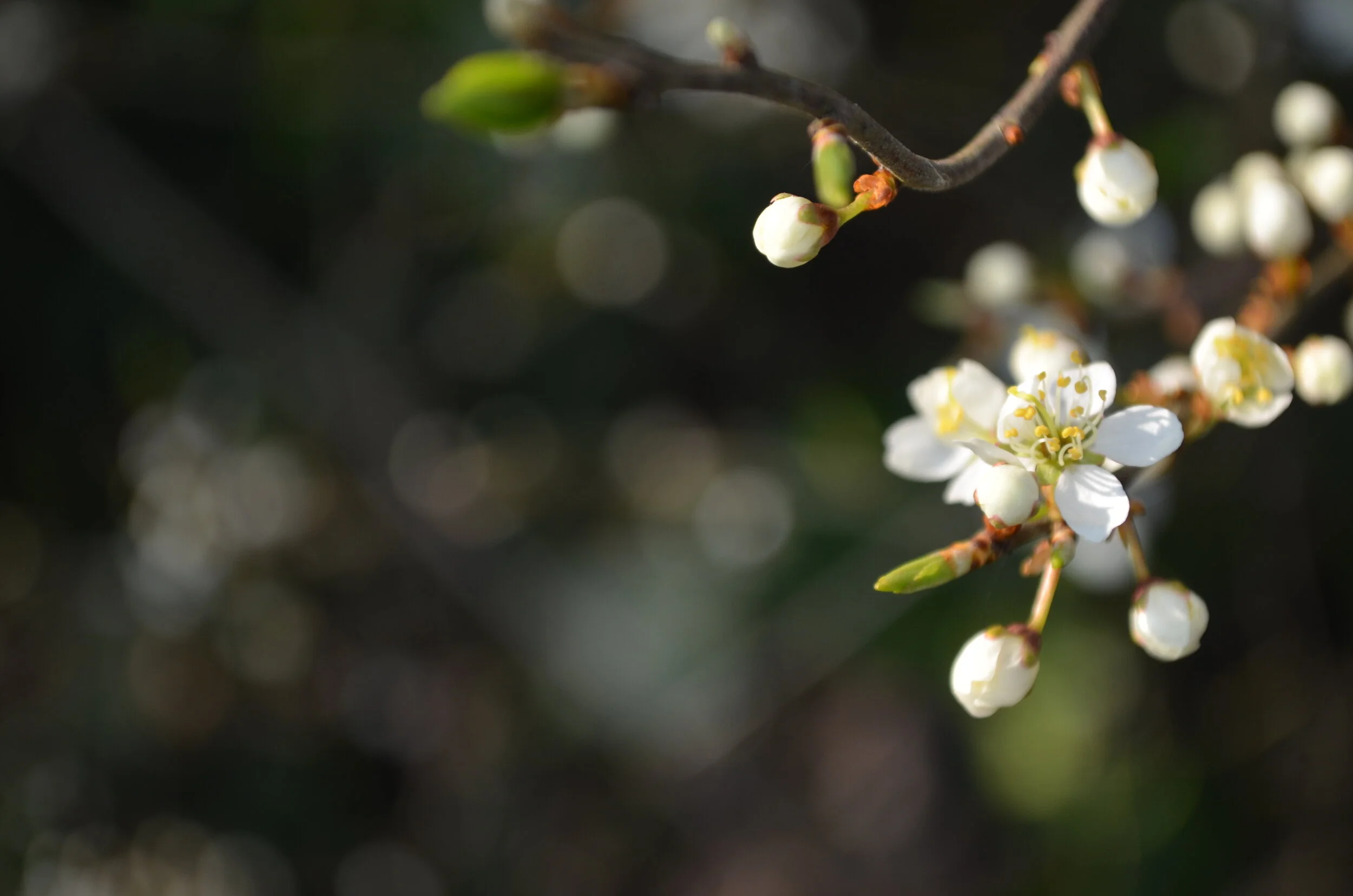 DSC_7116 - Kopie (3).JPG