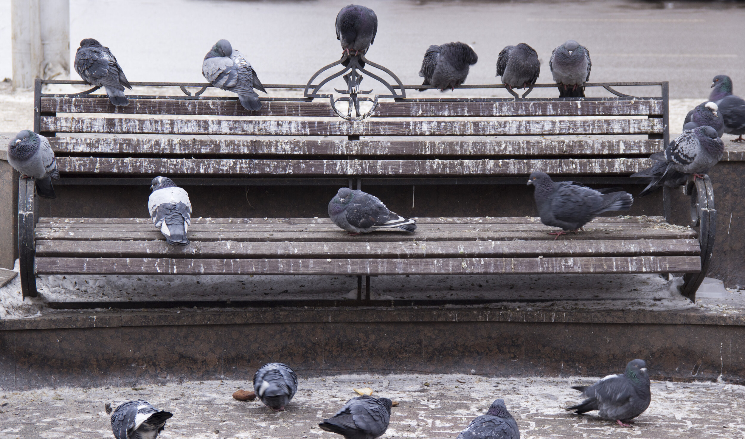 pigeons.jpeg
