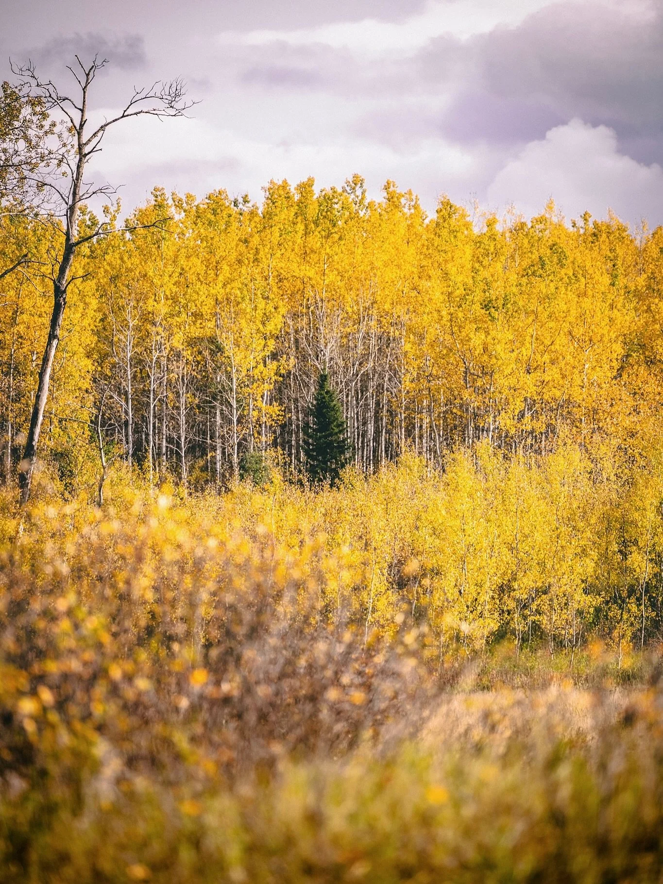 Riding mountain park at the right time.  Closing an amazing supper season with all these fall colours.

#canada #ridingmountainnationalpark #landscape #bision #fall #fallcolors🍁🍂 #photographyislife #winnipegphotographer