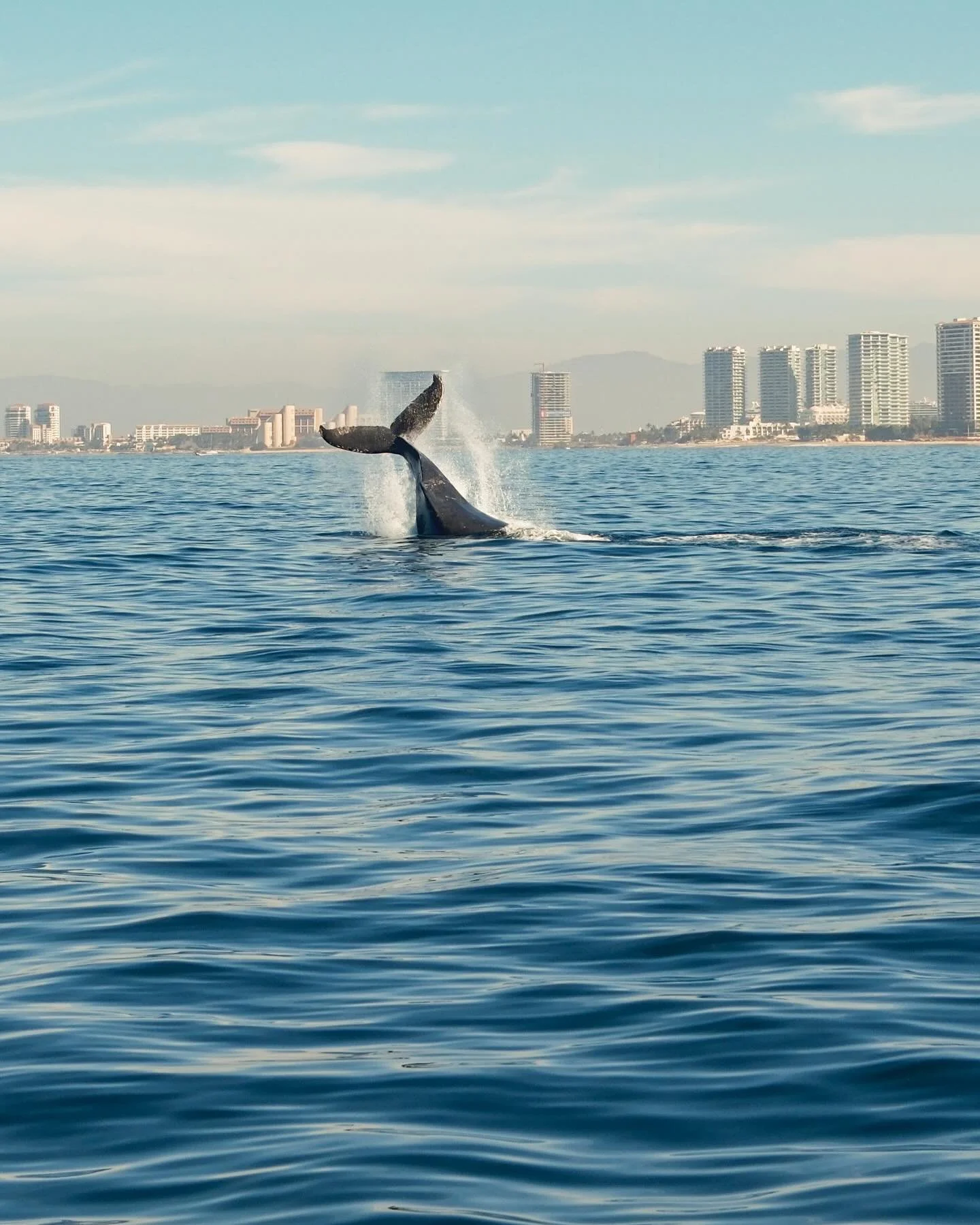 These moments you had to wait for, ignoring the people watching, other photographers, the food and drink service and just focusing on the moment with your x100vi on high burst rate. 

These were all JPGs with subtle shifts in temp and de haze to matc