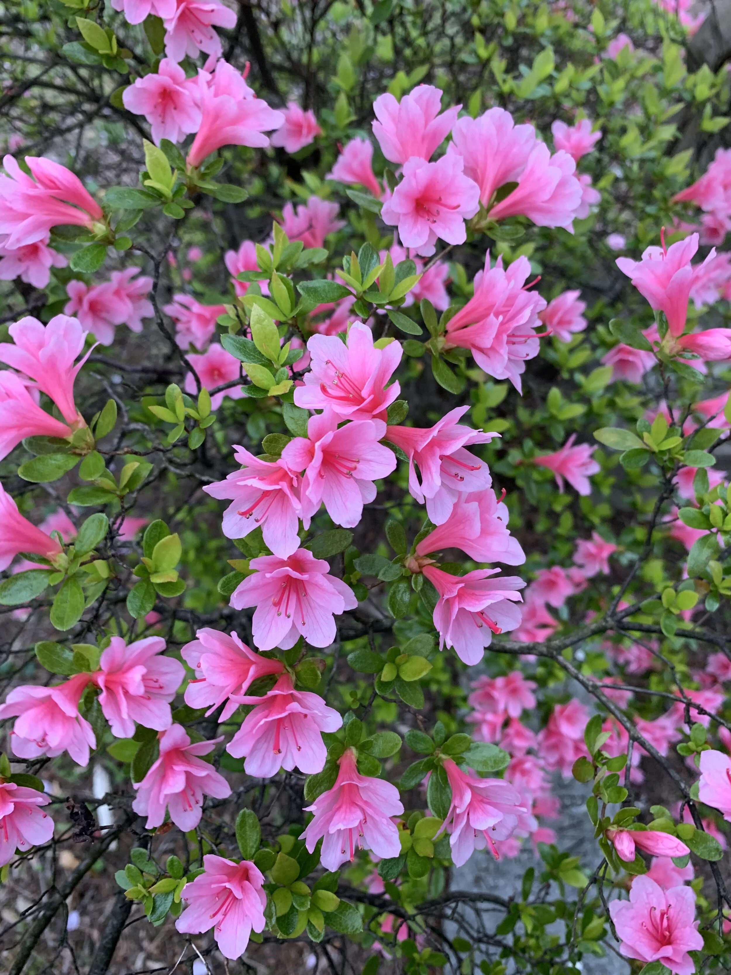 azalea.jpeg