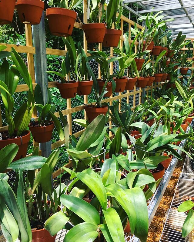 Happy client! Great example of how you can use our custom greenhouses to build up your collection to display indoors! . .
.
.
.
.
.

#orchids
#plantstand
#greenhouse
#crazyplantpeople
#homeandgarden
#indoorplants
#floridaorchids floridaorchids #flori