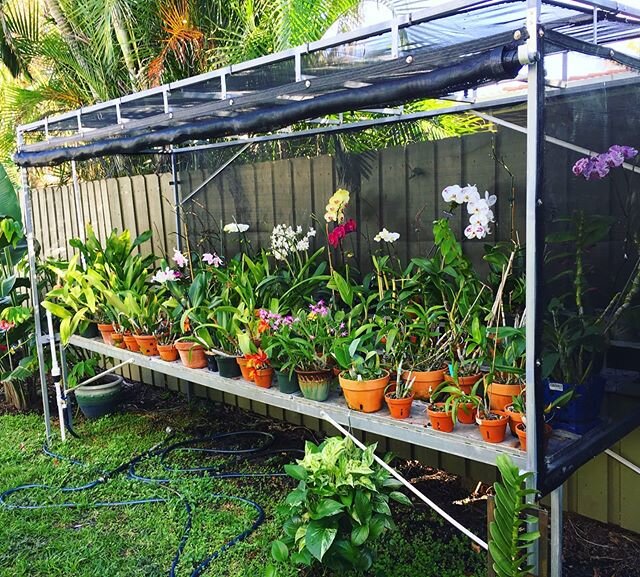 Simple greenhouse 🌿😀
.
.
.
.
.

#orchids
#plantstand
#greenhouse
#crazyplantpeople
#homeandgarden
#indoorplants
#floridaorchids&nbsp;#floridaorchidgrowing&nbsp;#plantpeople&nbsp;#plantlover&nbsp;#orchidshare&nbsp;#orchidflower&nbsp;#orchidsofinstag