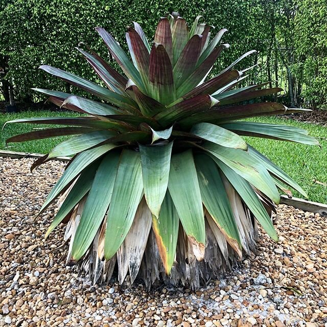 Vriesea gigantea is a plant species in the genus Vriesea. This species is endemic to Brazil. The biggest spice in bromeliads.  One of Burle Marx's favorite plants .  #plantpeople bromeliad #vrieseagigantea #plantpeople #plants #plantlover #burlemarx 